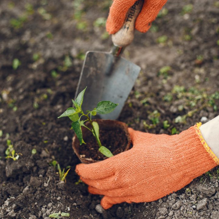 Womans hands in gloves planting young plant Female hands plant a plant in a new pot. Caring for plants. Garden in the country. Transplanting potted flowers into a larger pot. Hobby for catering