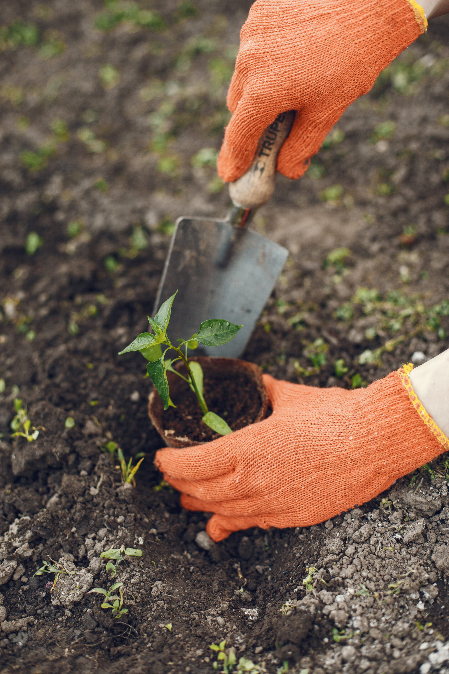 Female hands plant a plant in a new pot. Caring for plants. Garden in the country. Transplanting potted flowers into a larger pot. Hobby for catering